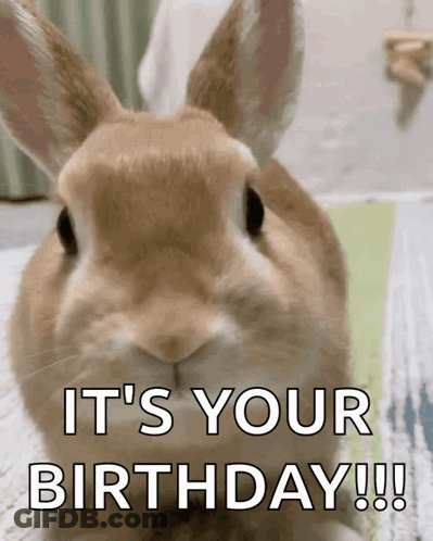 Brown Bunny Rabbit It's Your Birthday GIF