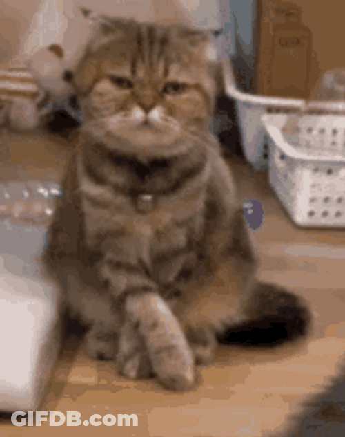 Brown Cat Looking Around Nothing To See Here GIF