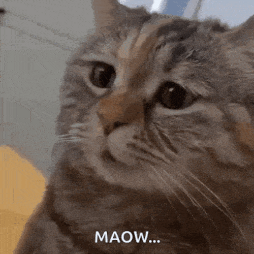 Brown Cat Sad Meme GIF