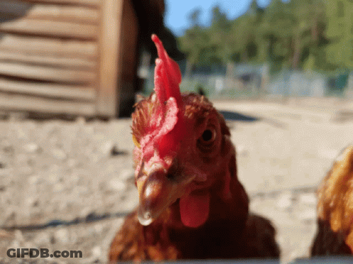 Brown Chicken With Red Comb GIF