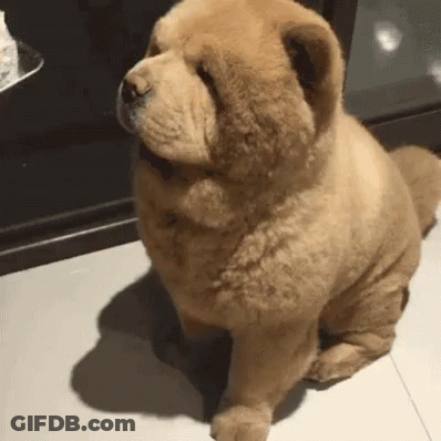 Brown Chow Chow Sitting On Tiled Floor Looking Up GIF