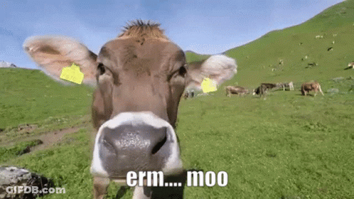 Brown Cow Looking At Camera In Grassy Field GIF