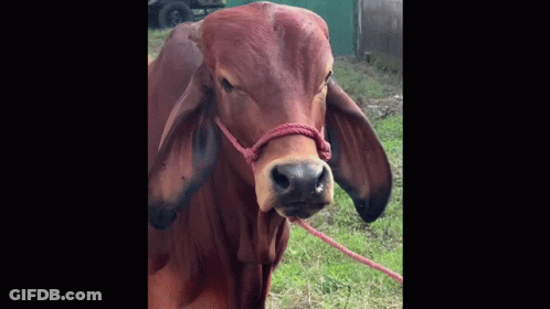 Brown Cow With Red Rope GIF