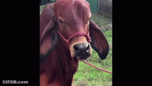 Brown Cow With Red Rope In Grass GIF
