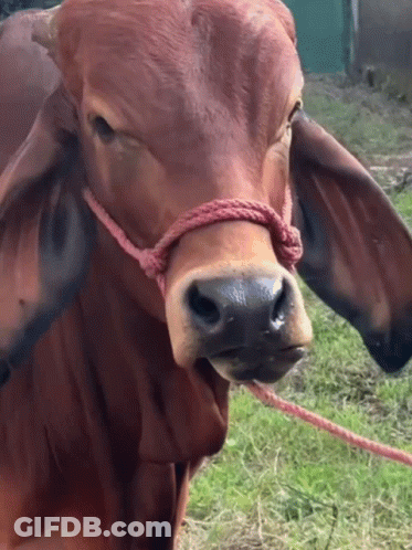 Brown Cow With Rope Around Neck Looking At Camera GIF