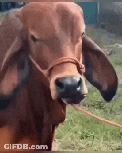 Brown Cow With Rope In Grass GIF