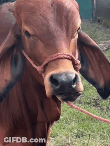 Brown Cow With Rope Looks At Camera GIF