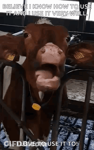 Brown Cow With Yellow Tag Behind Bars GIF