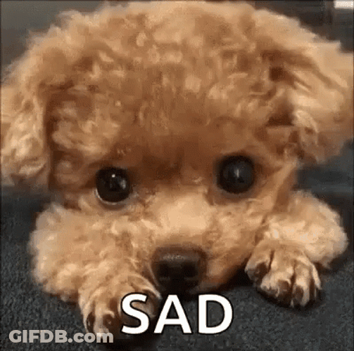 Brown Curly Haired Sad Puppy GIF