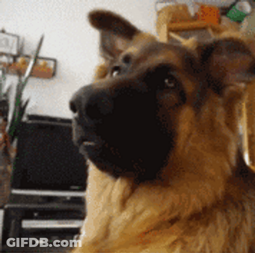 Brown Cute Dog Confused Face GIF