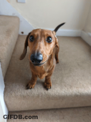 Brown Dachshund Looking Up On Stairs GIF