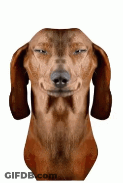 Brown Dachshund Making Funny Face Eyes Closed GIF