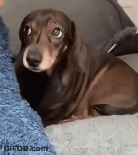 Brown Dachshund Sleeping On Couch GIF