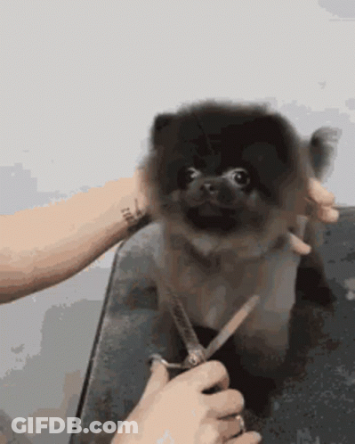Brown Dog Being Groomed By Tattooed Person GIF