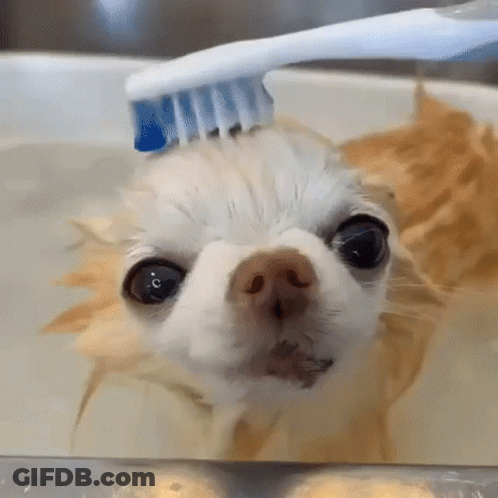 Brown Dog Being Groomed By Tattooed Person GIF
