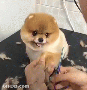 Brown Dog Being Groomed With Scissors GIF