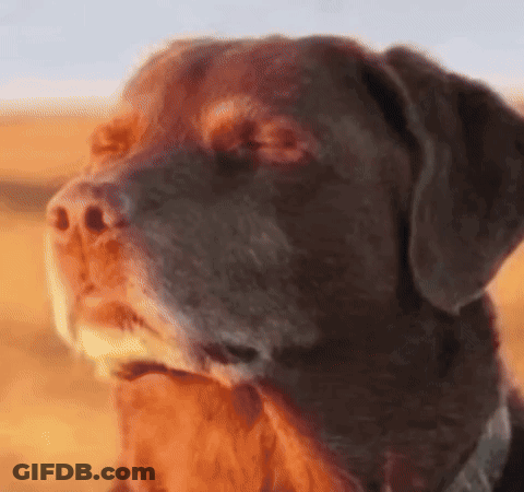 Brown Dog Close-Up GIF