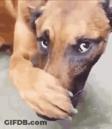 Brown Dog Covering Mouth With Paw GIF