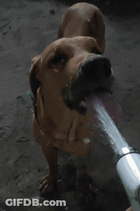 Brown Dog Drinking Water From Hose GIF