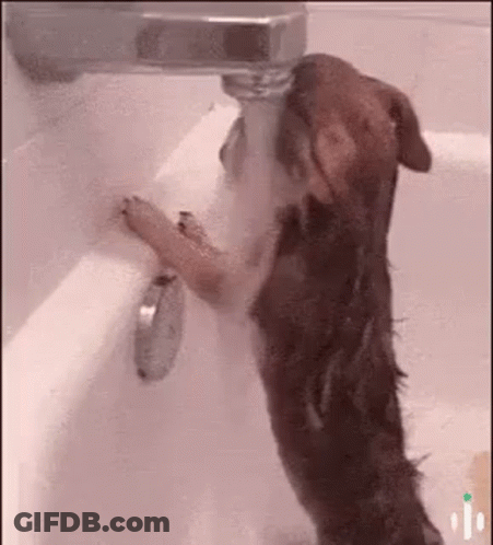 Brown Dog Drinking Water GIF