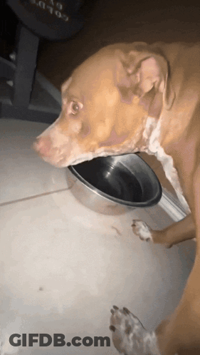 Brown Dog Eating From Metal Bowl With Word Gator GIF