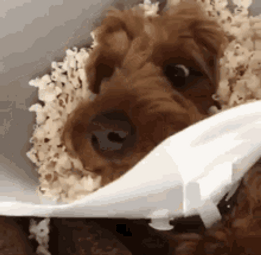 Brown Dog Eating Popcorn GIF