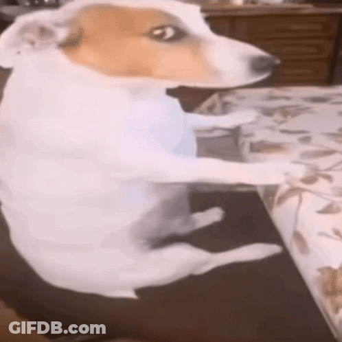 Brown Dog Face Looking At Camera GIF