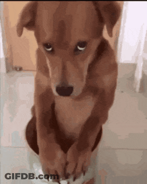Brown Dog Guilty Look GIF