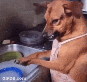 Brown Dog In Apron Washing Dishes GIF