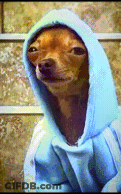 Brown Dog In Blue Hoodie Looking At Camera GIF