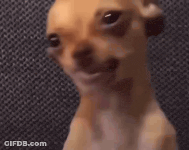 Brown Dog In Blue Hoodie Looking At Camera GIF