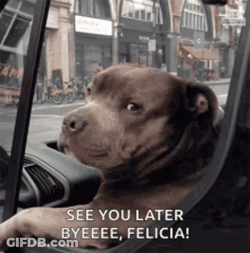 Brown Dog In Driver's Seat Looking Out Window GIF