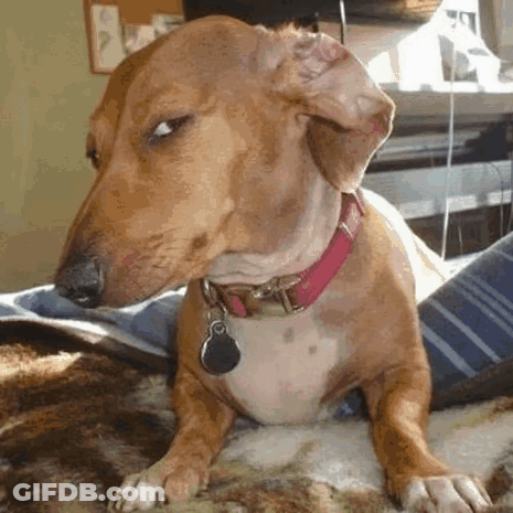Brown Dog In Pink Collar Laying On Blanket GIF