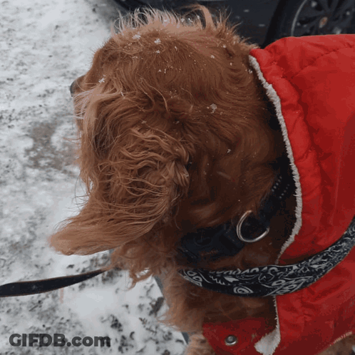 Brown Dog In Red Jacket And Black Collar GIF