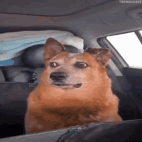 Brown Dog Inside Car Confused Question Mark GIF