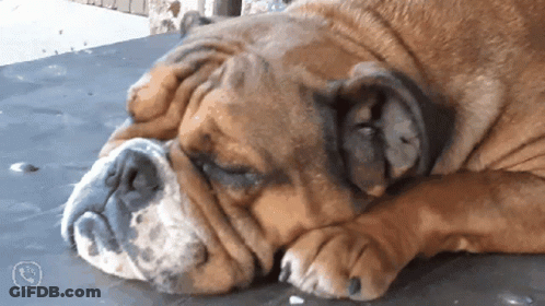 Brown Dog Laying Down With Head On Paws GIF
