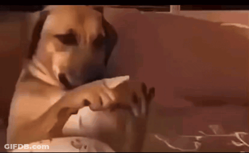 Brown Dog Laying On Couch Wearing Headphones GIF