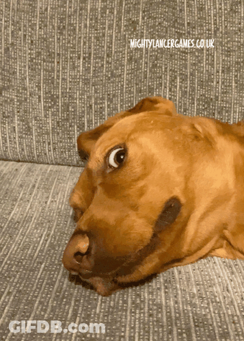 Brown Dog Laying On Grey Couch With MightyLancerGames.co.uk GIF