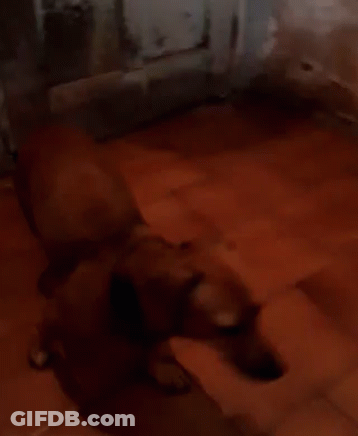 Brown Dog Laying On Wooden Floor In Dark Room GIF