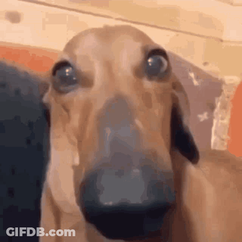 Brown Dog Leaning Against Table Saying Will Someone Play With Me GIF
