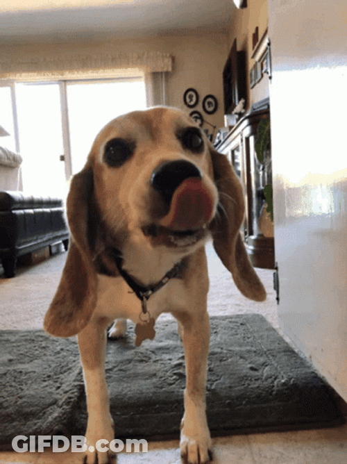 Brown Dog Licking No Butter GIF