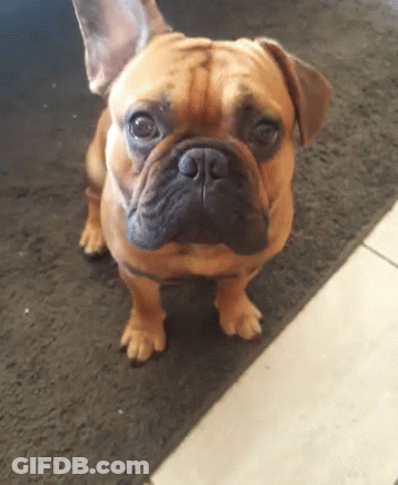 Brown Dog Looking At Camera GIF