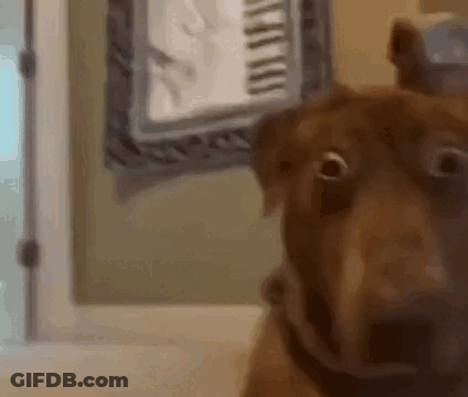 Brown Dog Looking At Camera In Mirror GIF