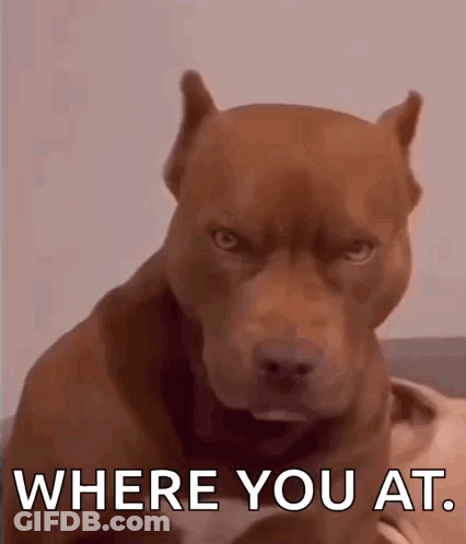 Brown Dog Looking At Camera Saying Where You At GIF