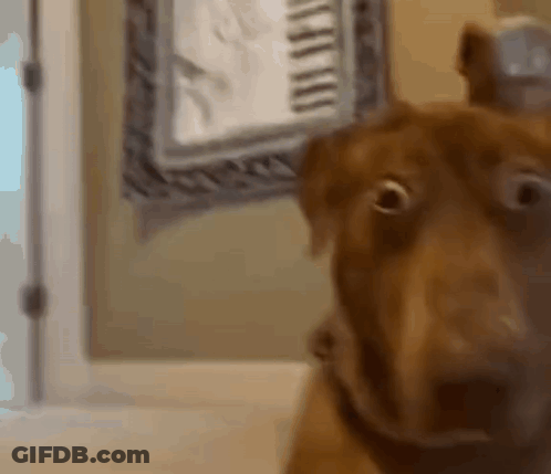 Brown Dog Looking At Camera With Picture Frame GIF