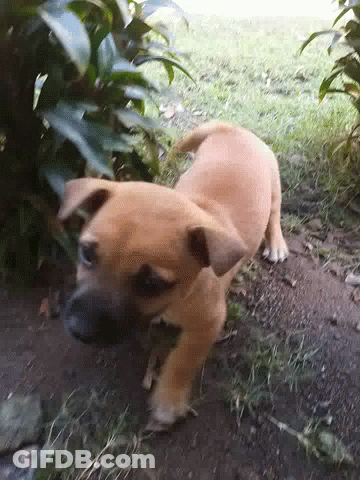 Brown Dog Lying Down GIF
