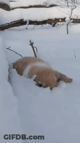 Brown Dog Lying In Snow Near Tree GIF