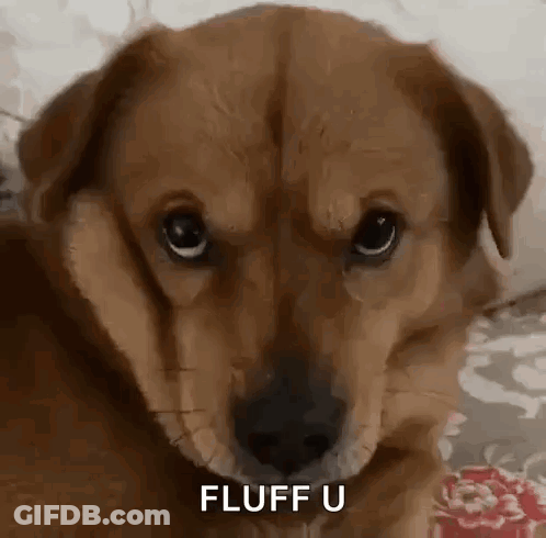 Brown Dog Lying On Bed Looking Fluff U GIF