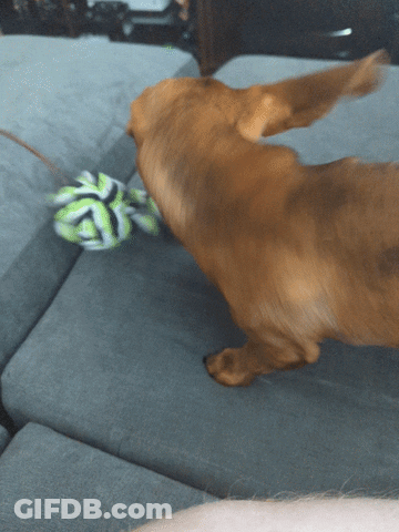 Brown Dog Playing With Green And White Ball GIF