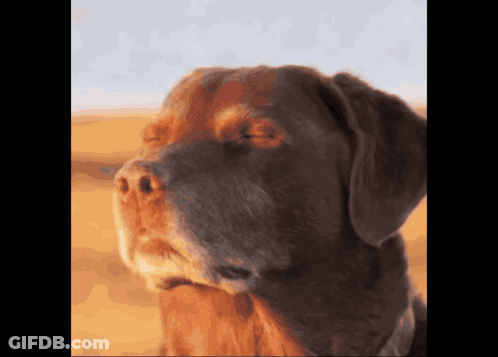 Brown Dog's Face In Desert GIF
